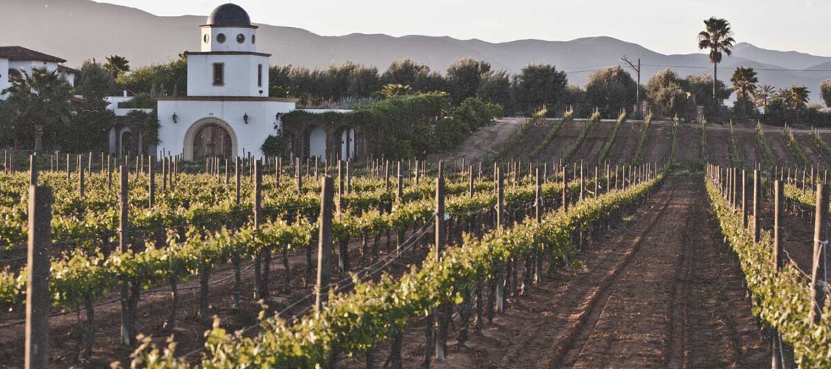 ruta del vino, viñedos en Mexico, Baja California