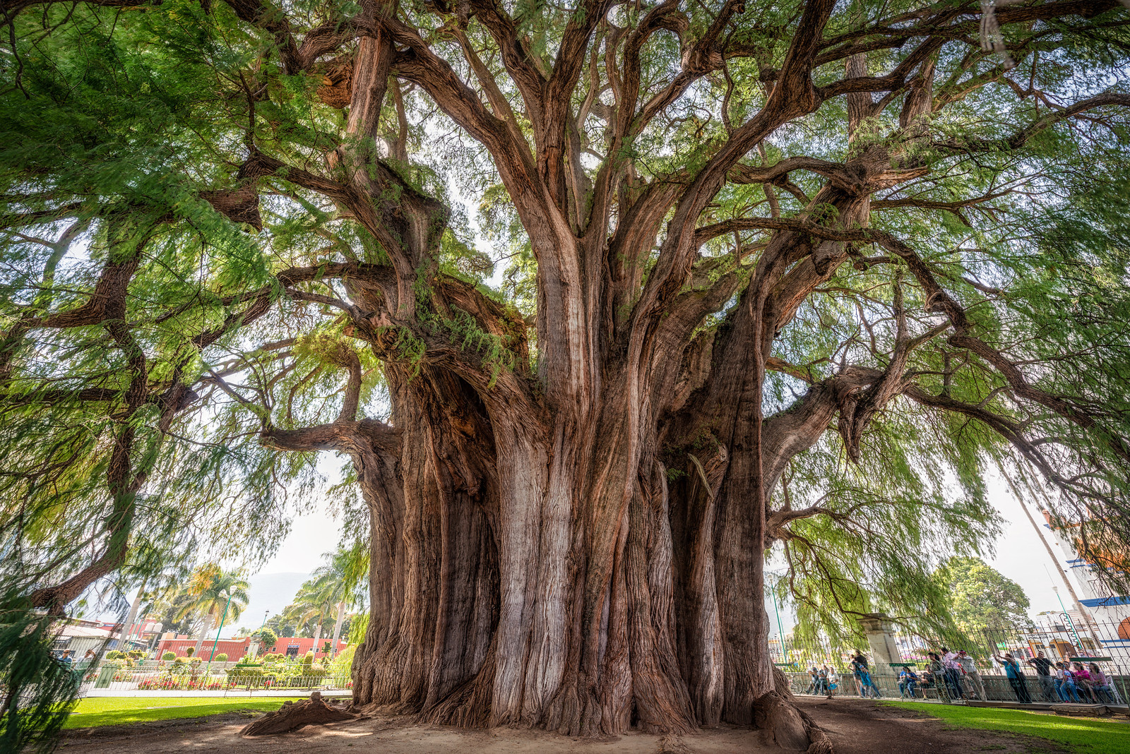 árbol del tule