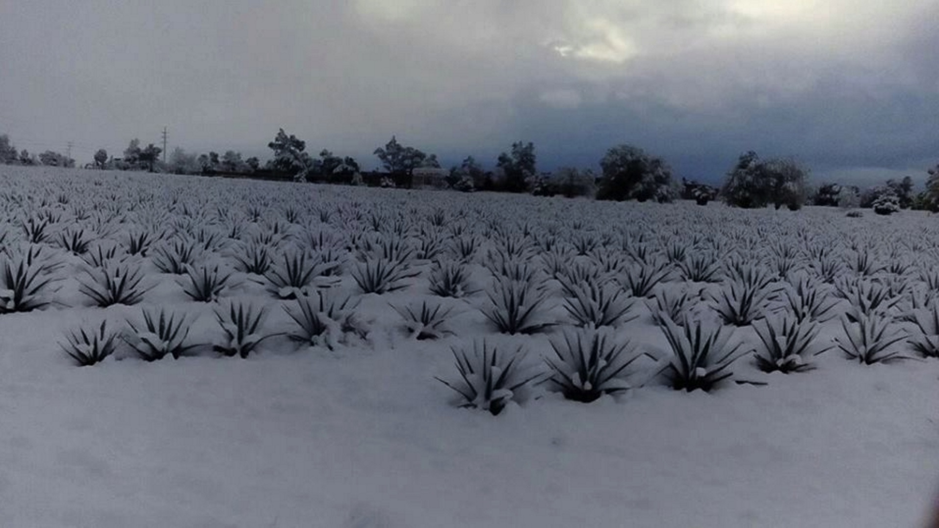 jalisco agave nevadas 2016