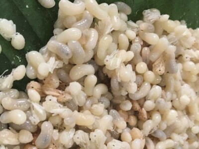Alimentos prehispanicos, insectos comestibles, gastronomia mexicana
