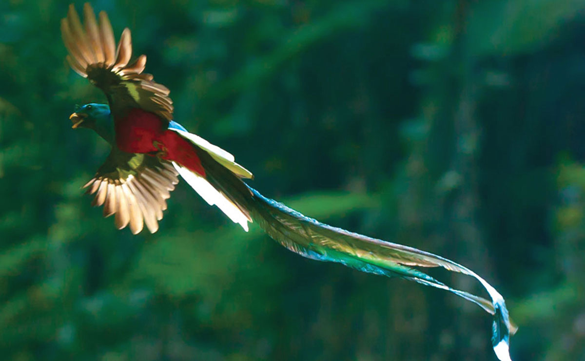 pajaro quetzal en pleno vuelo