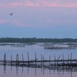 Marismas Nacionales, Nayarit, humedales