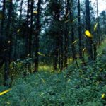 bosque luciérnagas tlaxcala méxico