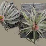 Tillandsia mauryan