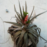 Tillandsia mauryan