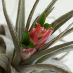 Tillandsia mauryana