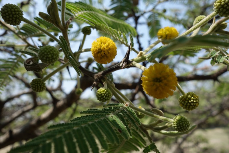 arbol-tepezcohuite