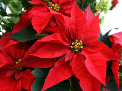 flor de noche buena endemica mexico