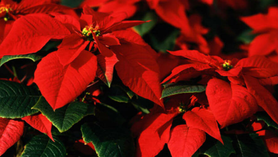 leyendas mexicanas navidad flor noche buena