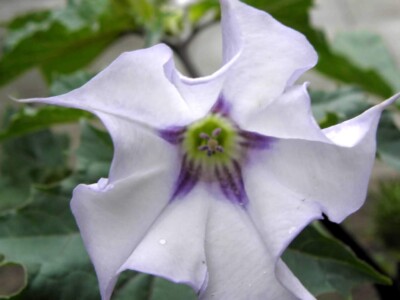 toloache-planta-datura-mexico