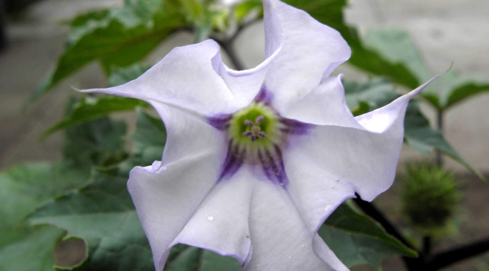 toloache-planta-datura-mexico