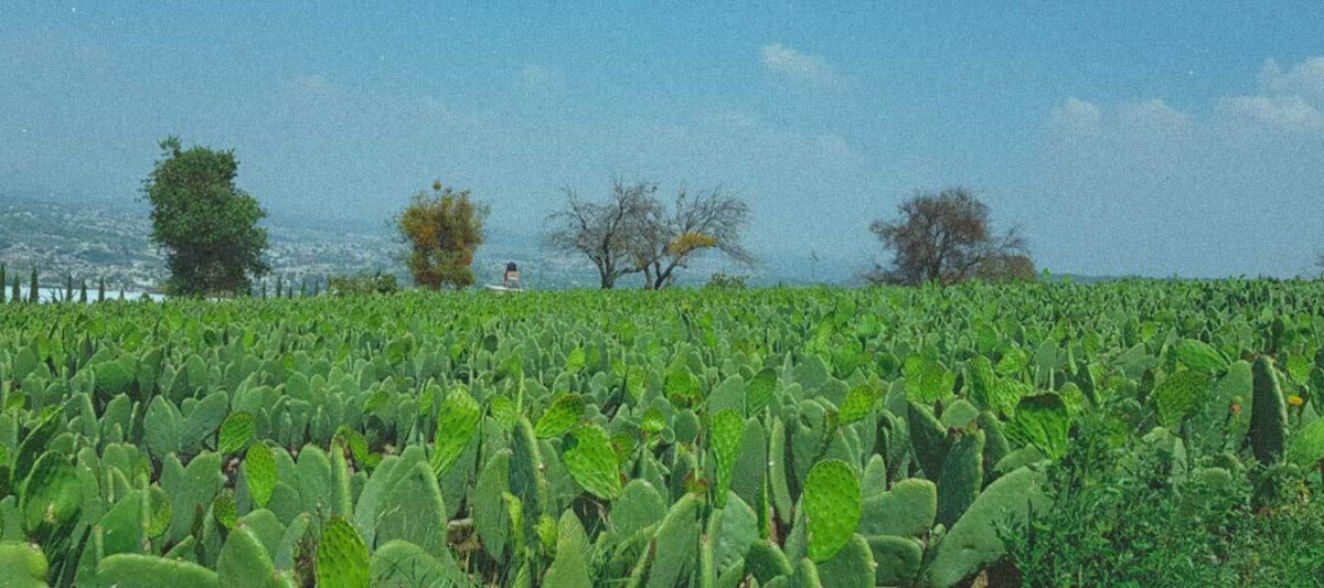 milpa gastronomica, sierra de oaxaca, turismo sustentable