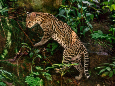 ocelote mexico animales