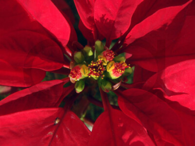 flor de noche buena mexicas aztecas mexico