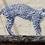 mexico-animales-especies-peligro-extincion-amenazados-mexicanos-endemicos-arte-graffiti-callejero