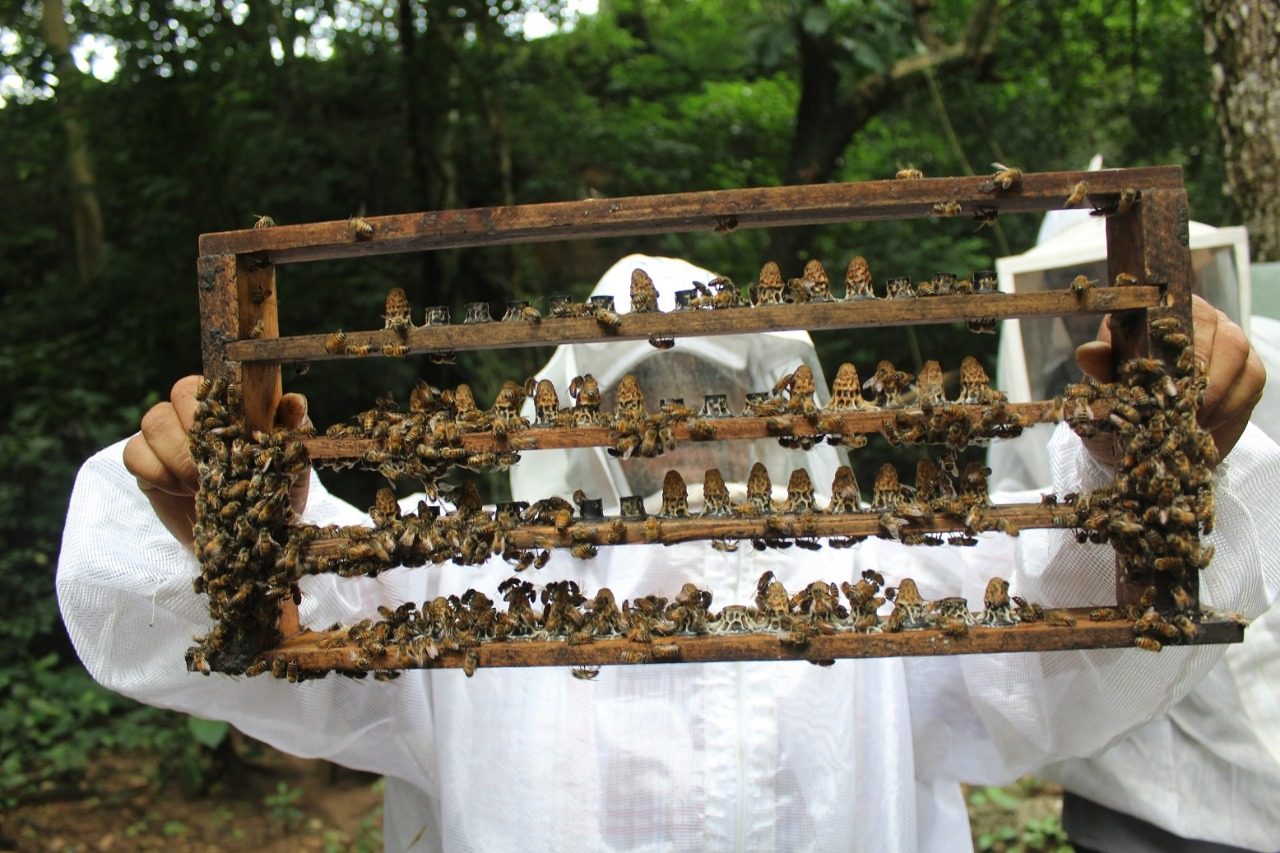 ruta-de-la-miel-tlaxcala-ecoturismo-viajes-abejas-apicultura
