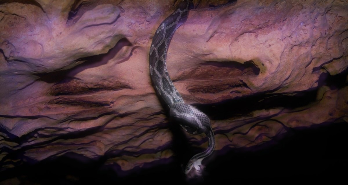 yucatan-cueva-serpientes-colgantes-visitar-viajar