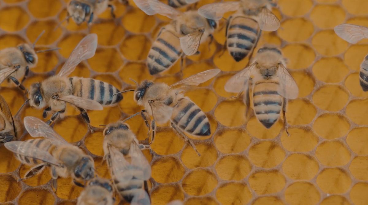 abejas-mexicanas-miel-polinizacion-crisis-ambiental-video