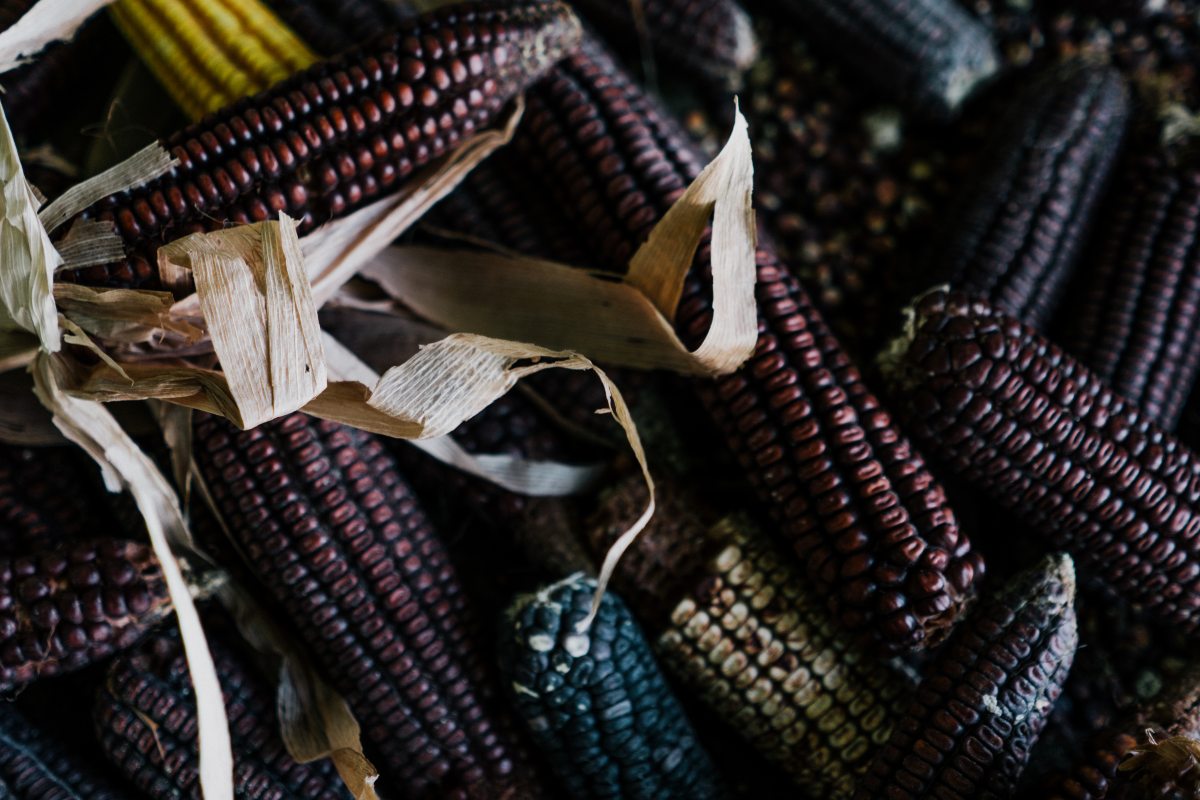 rituales-mexicanos-veracruz-siembre-maiz-milpa-clima