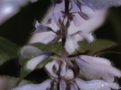 salvia-divinorum-planta-sagrada-medicinal-mexicana