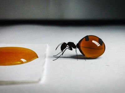 hormigas-mieleras-mexicanas-miel