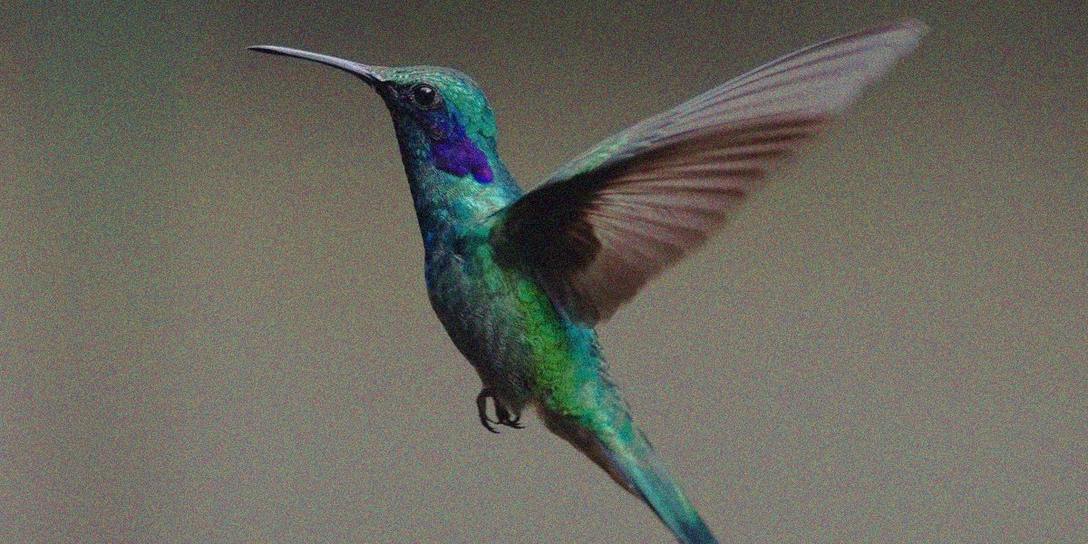 unam-jardines-colibries-colibri-cdmx-polinizadores