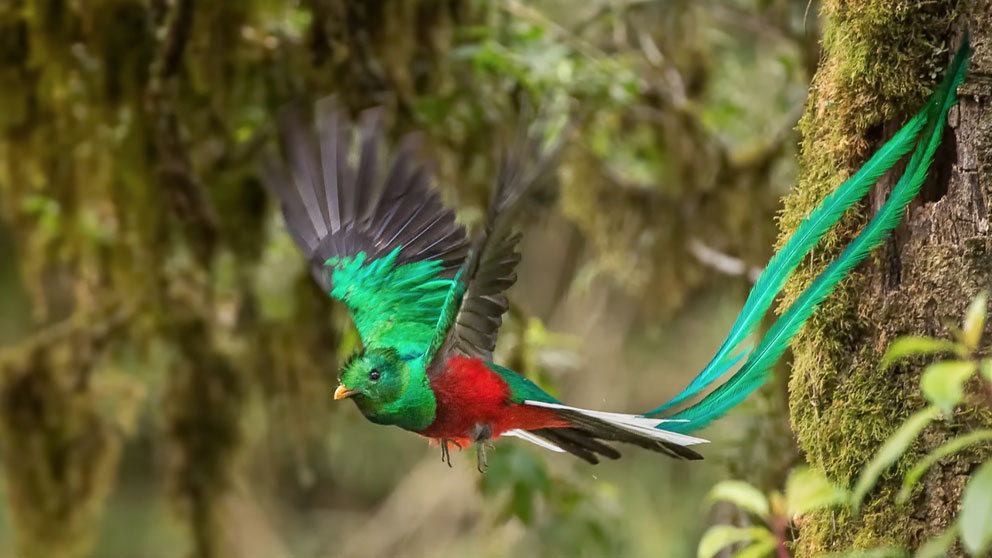 quetzal-ave-pajaro-mexico